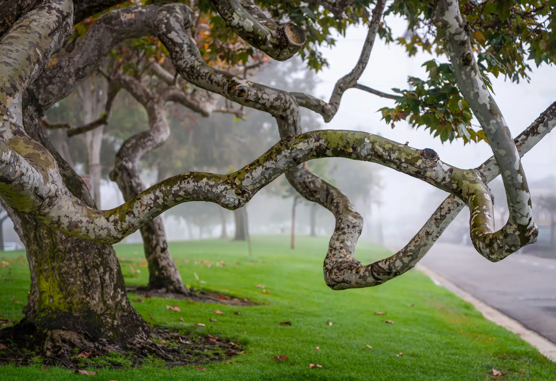 Tree-lined Electric Avenue near Old Town Seal Beach California